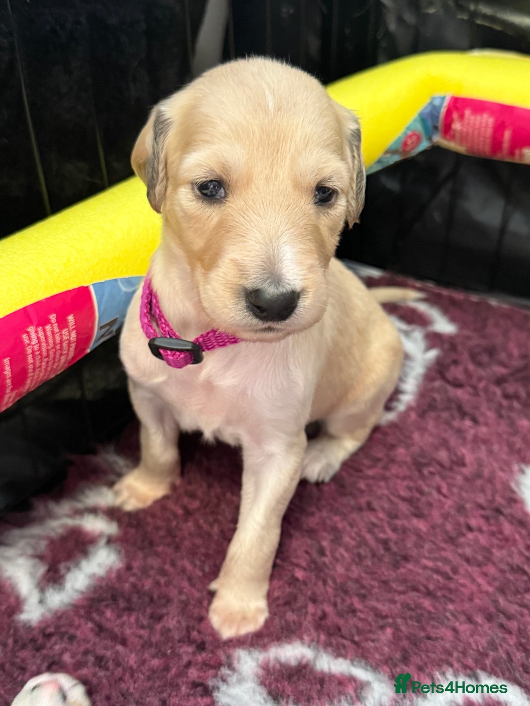 Saluki dogs for sale: Beautiful Saluki (new updated photos)  - Image 39