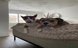 American Bully dogs for sale: Female pocket bully for rehoming - Image 6