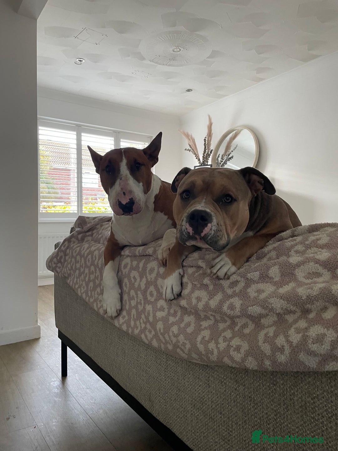 American Bully dogs for sale: Female pocket bully for rehoming - Image 6
