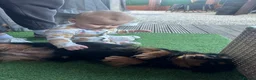 Chiweenie dogs for sale: Chiweenie Dach x chih - Advert 2