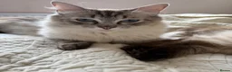 Ragdoll cats for sale: Lynx Ragdoll boys  - Advert 1