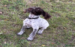 Mixed Breed dogs for sale: German weirdhair pointer\working springer spaniel  - Image 7