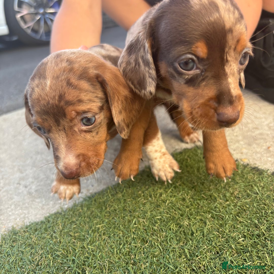 Miniature Dachshund dogs for sale: Miniature dachshund puppy’s TO LEAVE NOW in Luton - Image 24