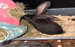 Continental Giant rabbits for sale: 2x Black Pure Giant Continental Bucks  - Image 5