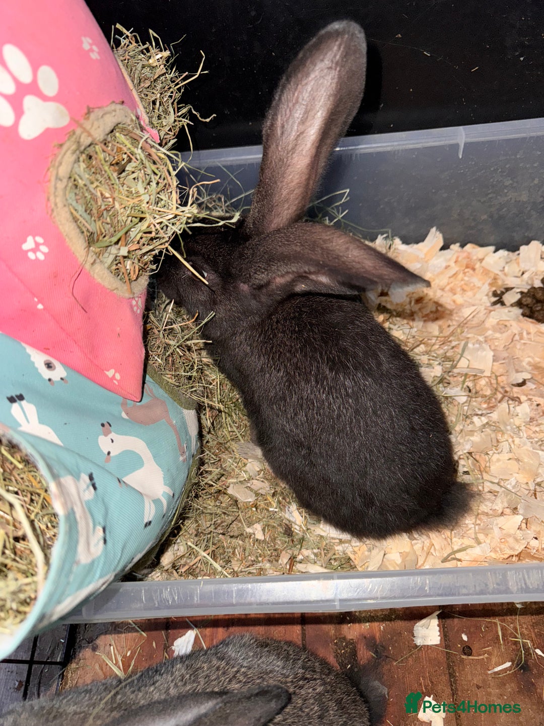 Continental Giant rabbits for sale: 2x Black Pure Giant Continental Bucks  - Image 5