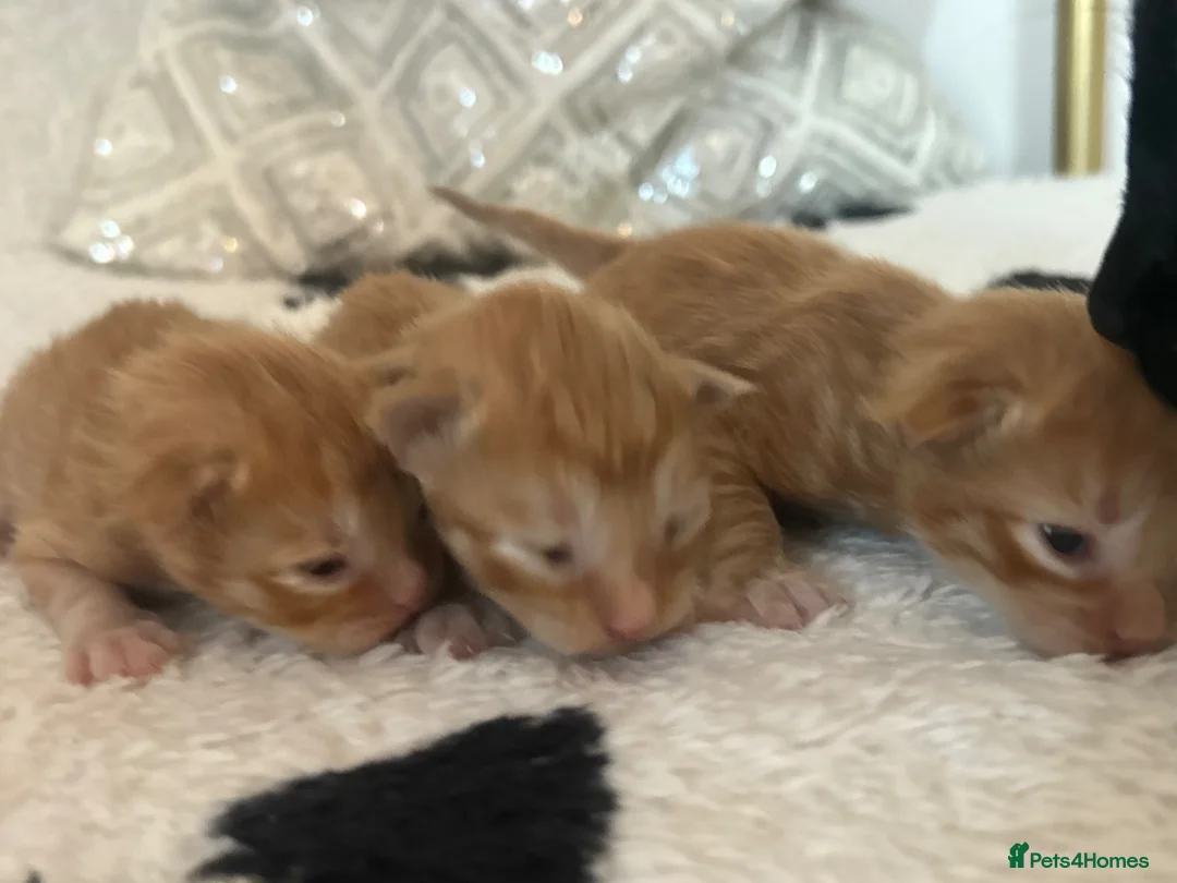 Mixed Breed cats for sale: 2 ginger boys 2 ginger girls 2 tortie girls  - Advert 14