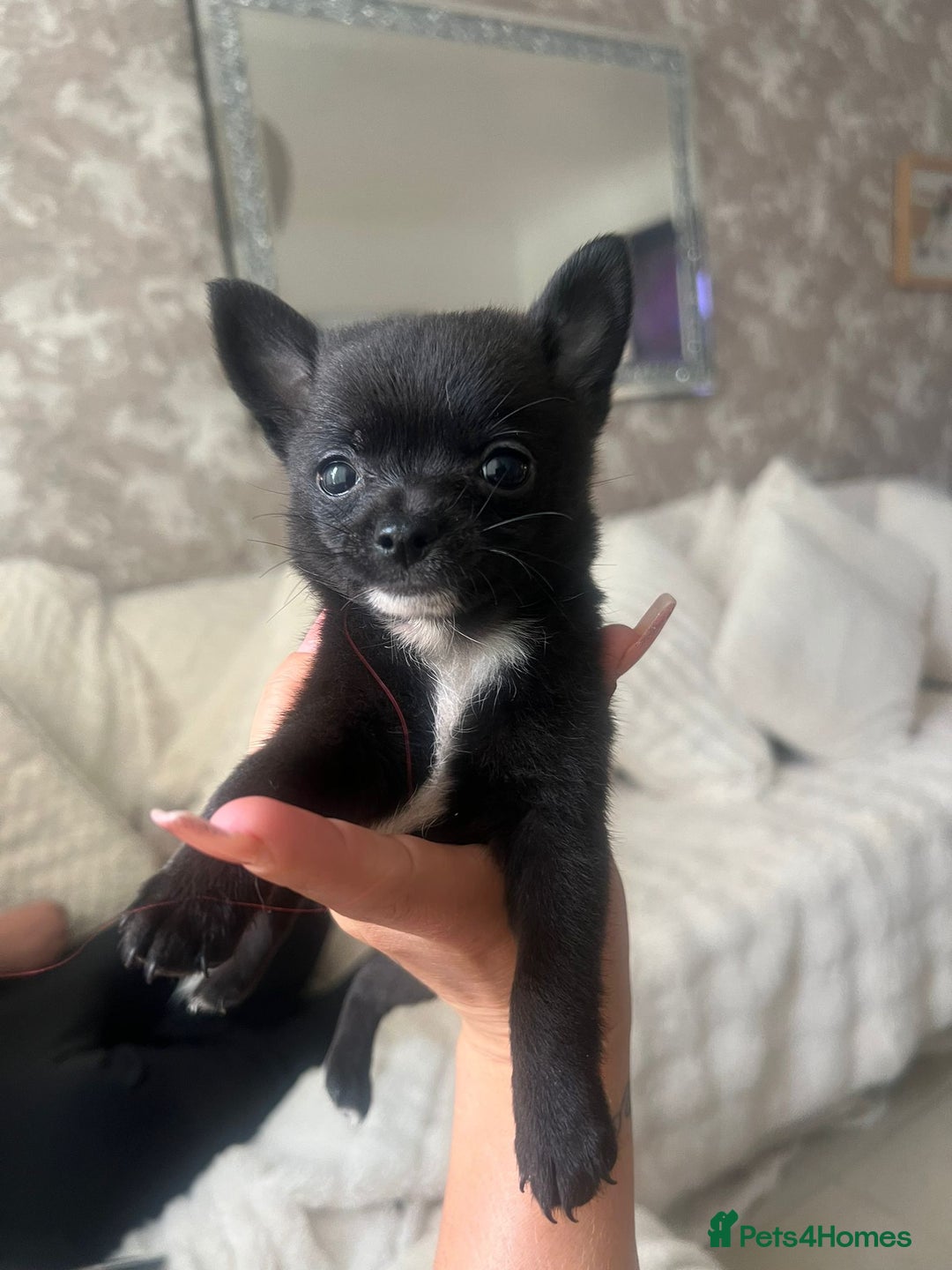 Pomchi dogs for sale: 5 beautiful xs pomchi (open to offers) - Image 9