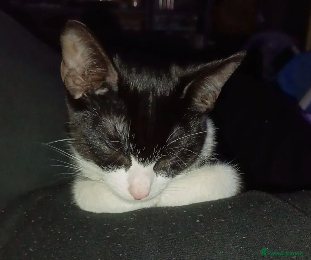 Mixed Breed cats for sale: Tuxedo female for sale  in Rushden - Advert 2