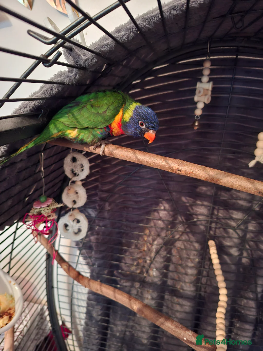 Lorikeets birds for sale: Lorikeet  - Advert 3