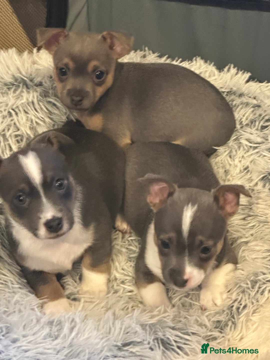 Jack Russell dogs for sale: Miniature miniature Jack Russel Puppies - Advert 13