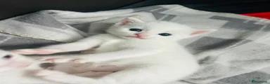 Turkish Van 3