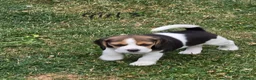 Beagle dogs for sale: Gorgeous KC reg puppies - Advert 22