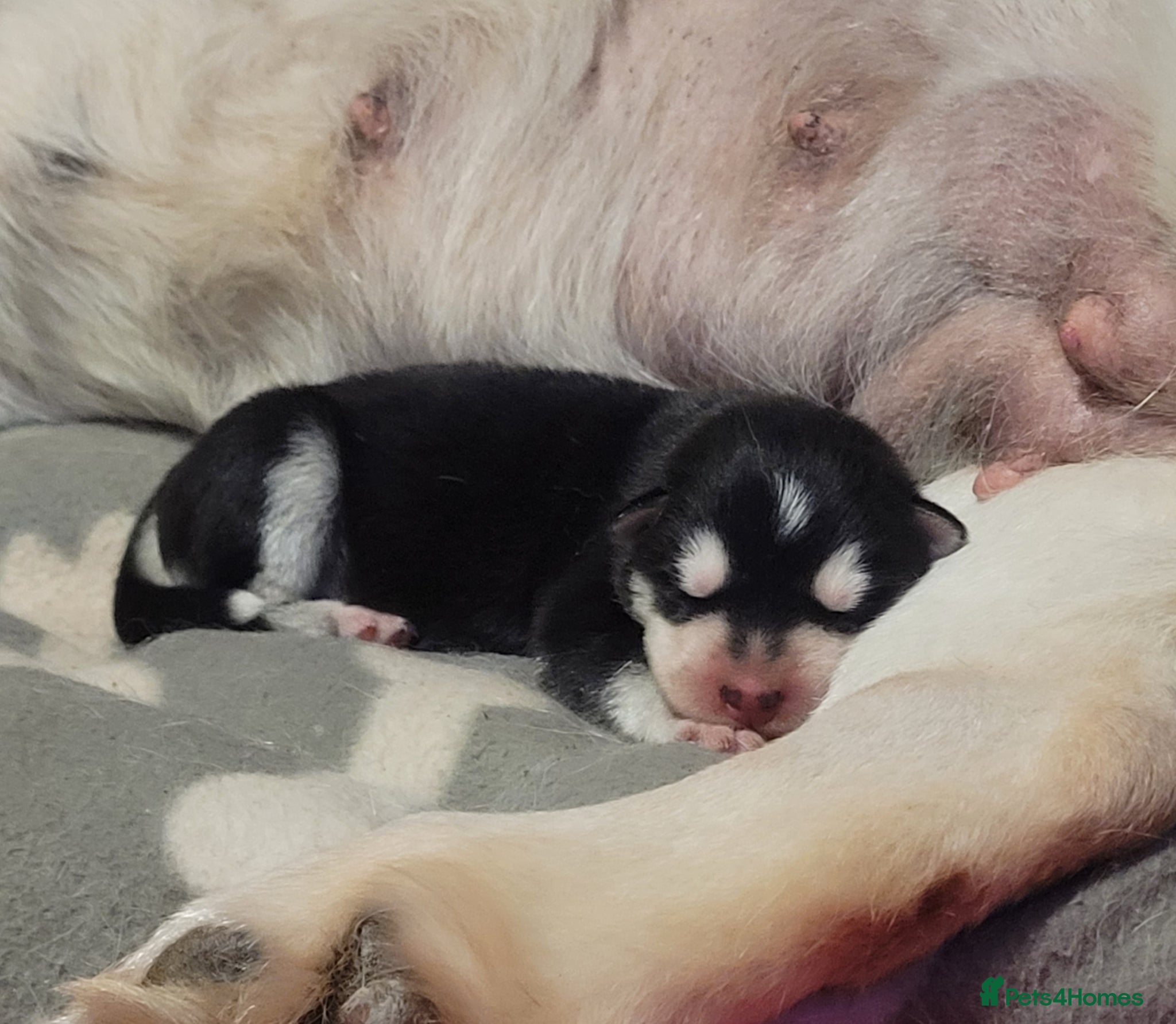 Alaskan Malamute dogs Pedigree Alaskan malamute puppies  - Advert 4