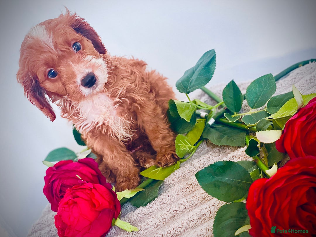 Cavapoo dogs for sale: 🐶 Beautiful F1B Cavapoo Puppies for Sale 🐶 - Image 23