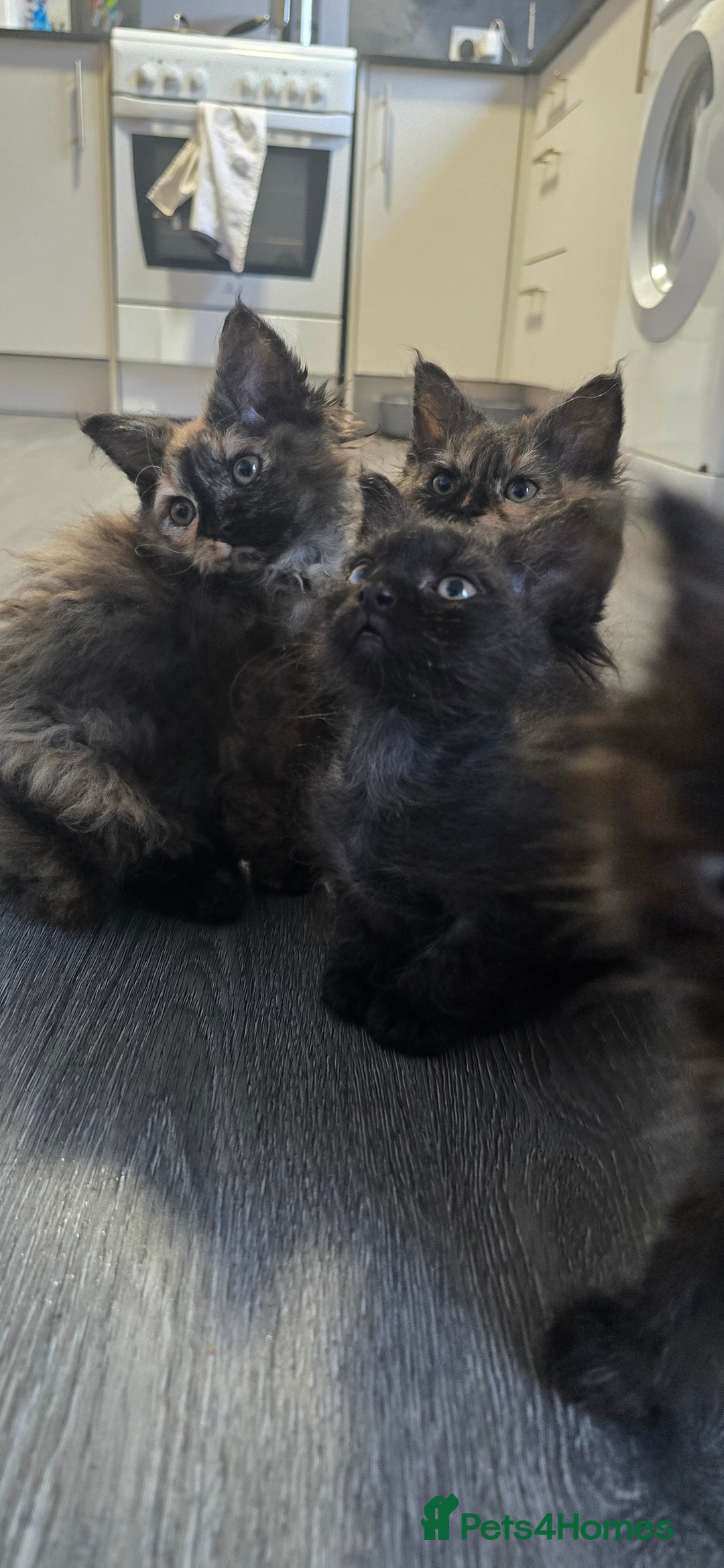 LaPerm cats for sale: 8 Laperm mix kittens, curly & long-haired - Advert 7