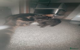 Mixed Breed cats for sale: 2 beautiful jet black kittens  - Image 1