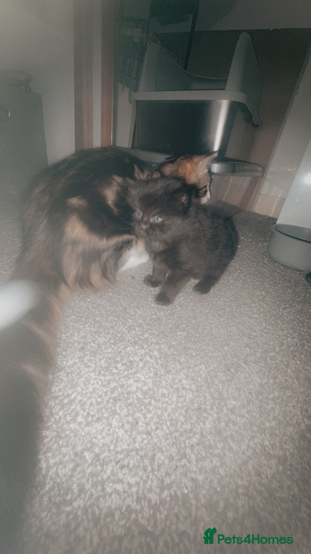 Mixed Breed cats for sale: 2 beautiful jet black kittens  - Image 1