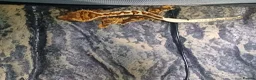 Gecko reptiles for sale: Crested Gecko  in Saint Austell - Advert 4
