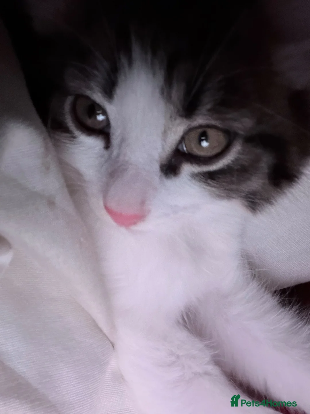 Mixed Breed cats for sale: Kitten for sale  - Advert 2