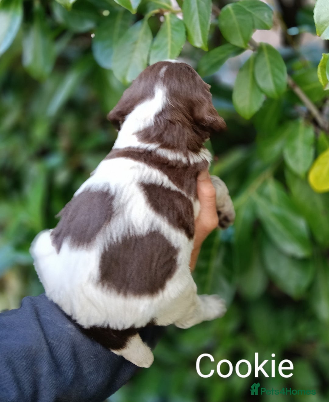 Mixed Breed dogs for sale: Fen Spaniels -Korthols x Eng Springer Spaniel  - Image 10