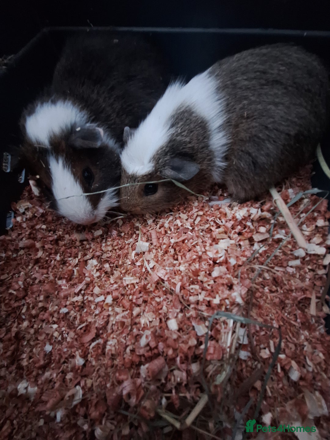 Guinea Pig rodents for sale: 4 Baby male guinea pigs for sale £40 a pair  - Advert 2