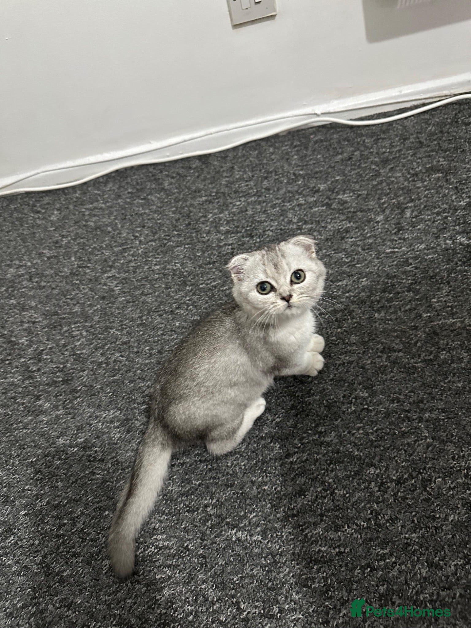 Scottish Fold cats Scottish Fold - Advert 17