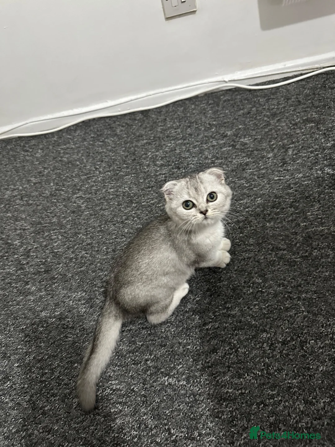 Scottish Fold cats for sale: Scottish Fold - Advert 1
