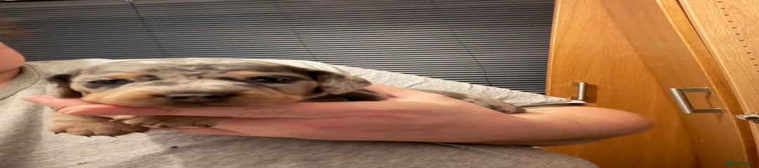 Dachshund Puppy 1