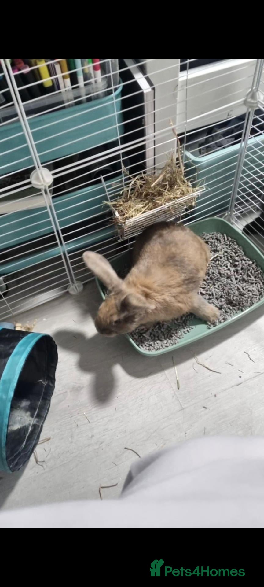 Mixed Breed rabbits Rabbit for sale Walsall need gone asap - Advert 8