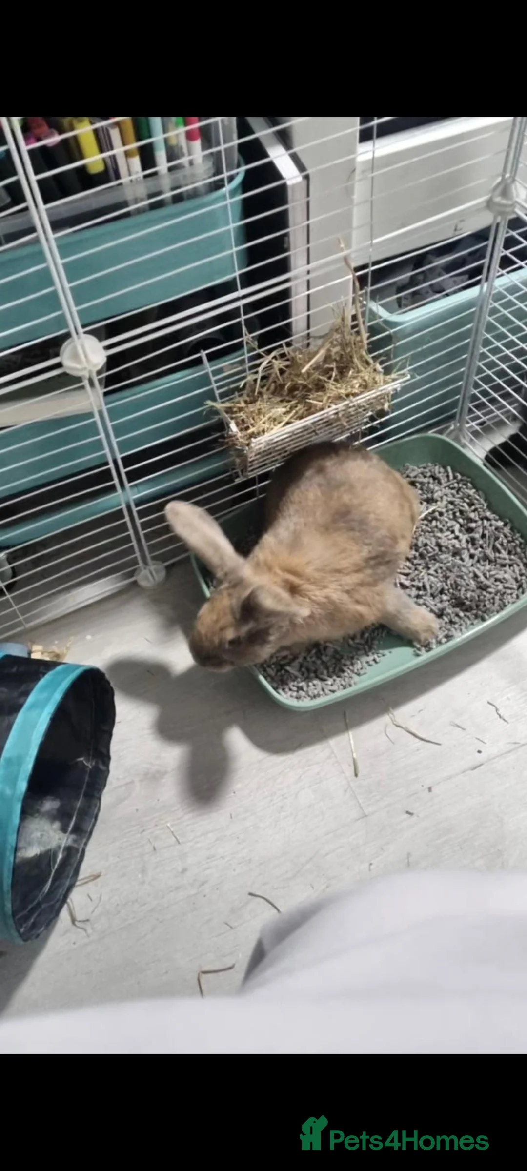 Mixed Breed rabbits for sale: Rabbit for sale Walsall need gone asap in Walsall - Advert 1