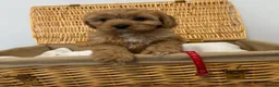 Cavapoo dogs for sale: Stunning F1 Toy Cavapoos, health tested parents  - Advert 8