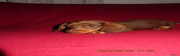 Miniature Dachshund dogs for sale: Miniature daschund puppies in Bedford - Advert 8