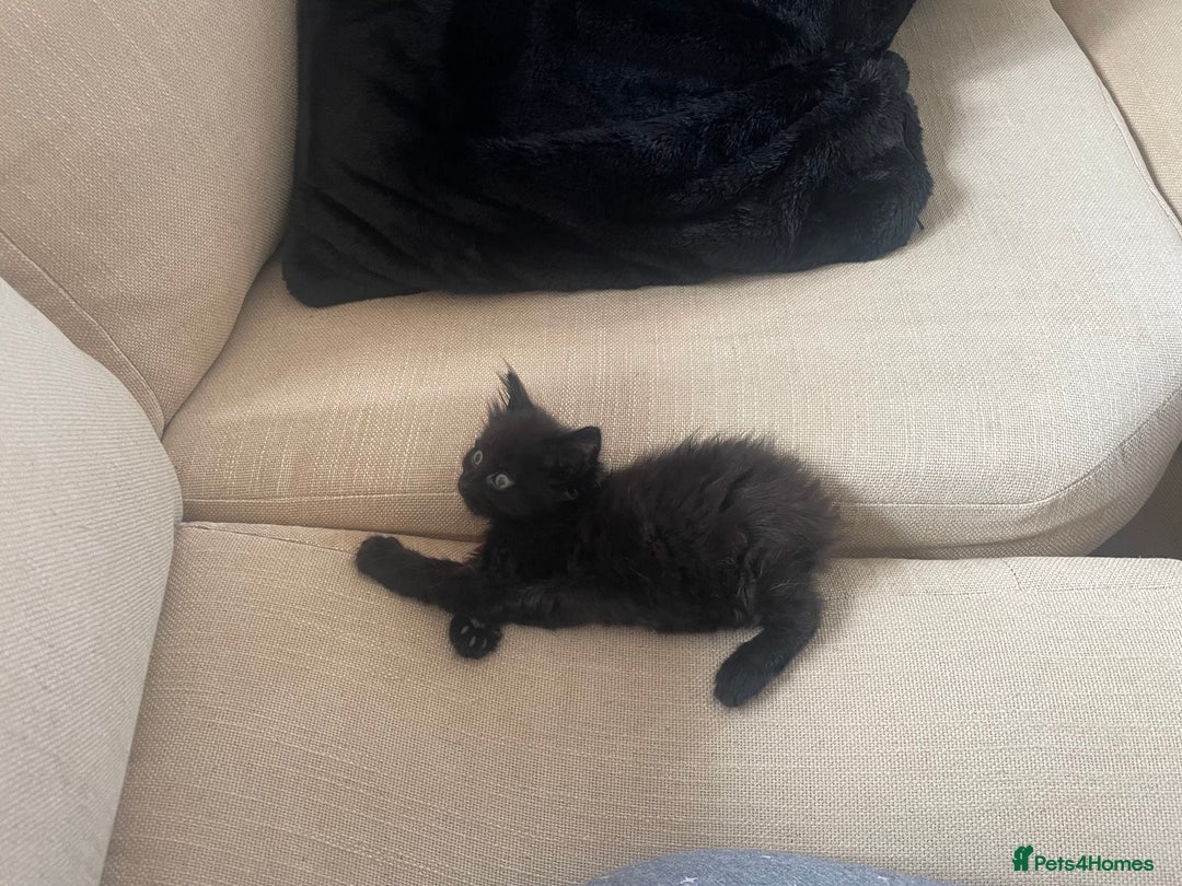 Domestic Shorthair cats for sale: FREE Kitten for adoption  - Image 1