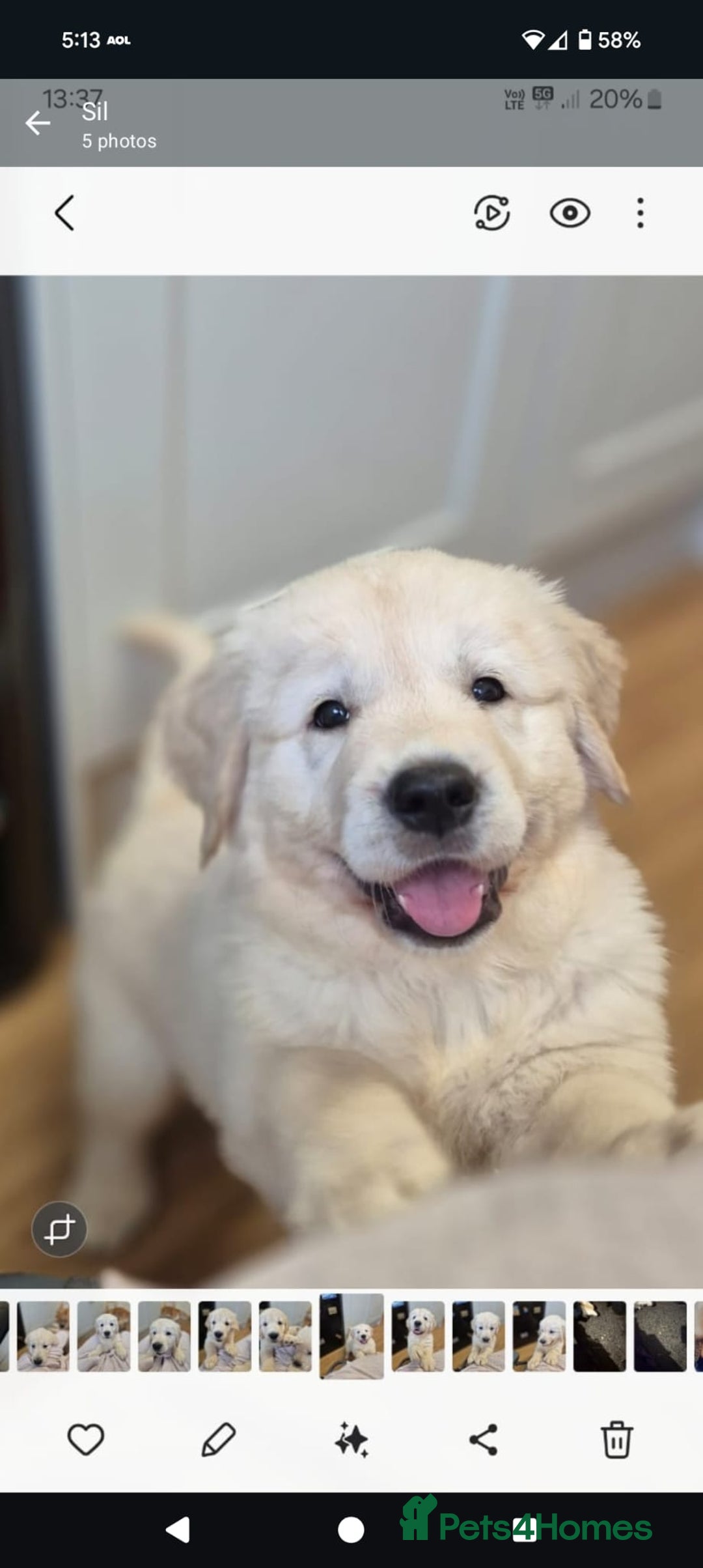 Golden Retriever dogs for sale: Golden retriever puppies  - Image 1