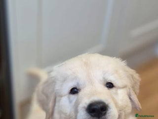 Golden Retriever dogs - Advert 8