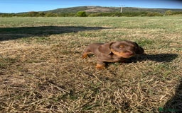 Dachshund dogs for sale: 1 gorgeous sausage dog boy  - Image 2