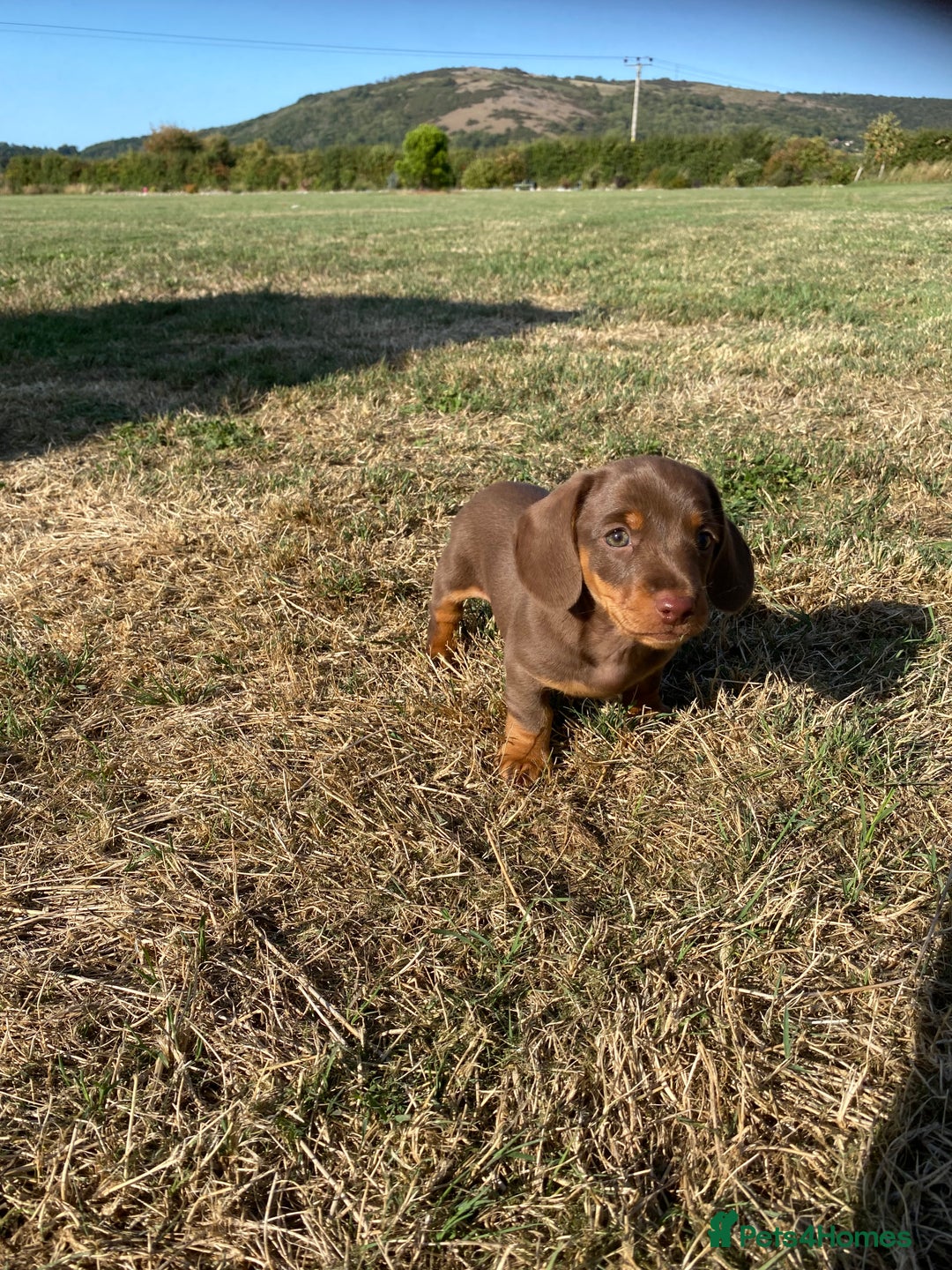 Dachshund dogs for sale: 1 gorgeous sausage dog boy  - Image 2