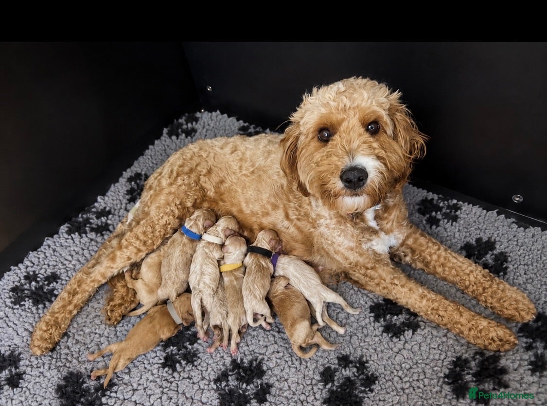 Cavapoo dogs ❤️ BEAUTIFUL F1B CAVAPOO PUPPIES 💙 - Advert 1