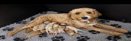 Cavapoo dogs for sale: ❤️ BEAUTIFUL F1B CAVAPOO PUPPIES 💙 - Advert 3