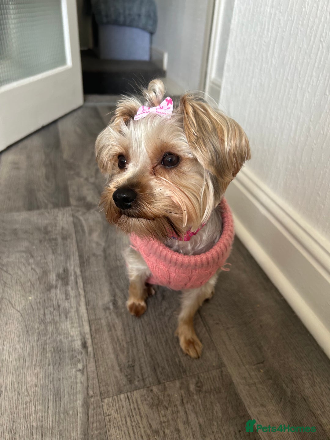 Yorkshire Terrier dogs for sale: Yorkshire Terrier, Female - Full Sized - 1yr old  - Advert 2
