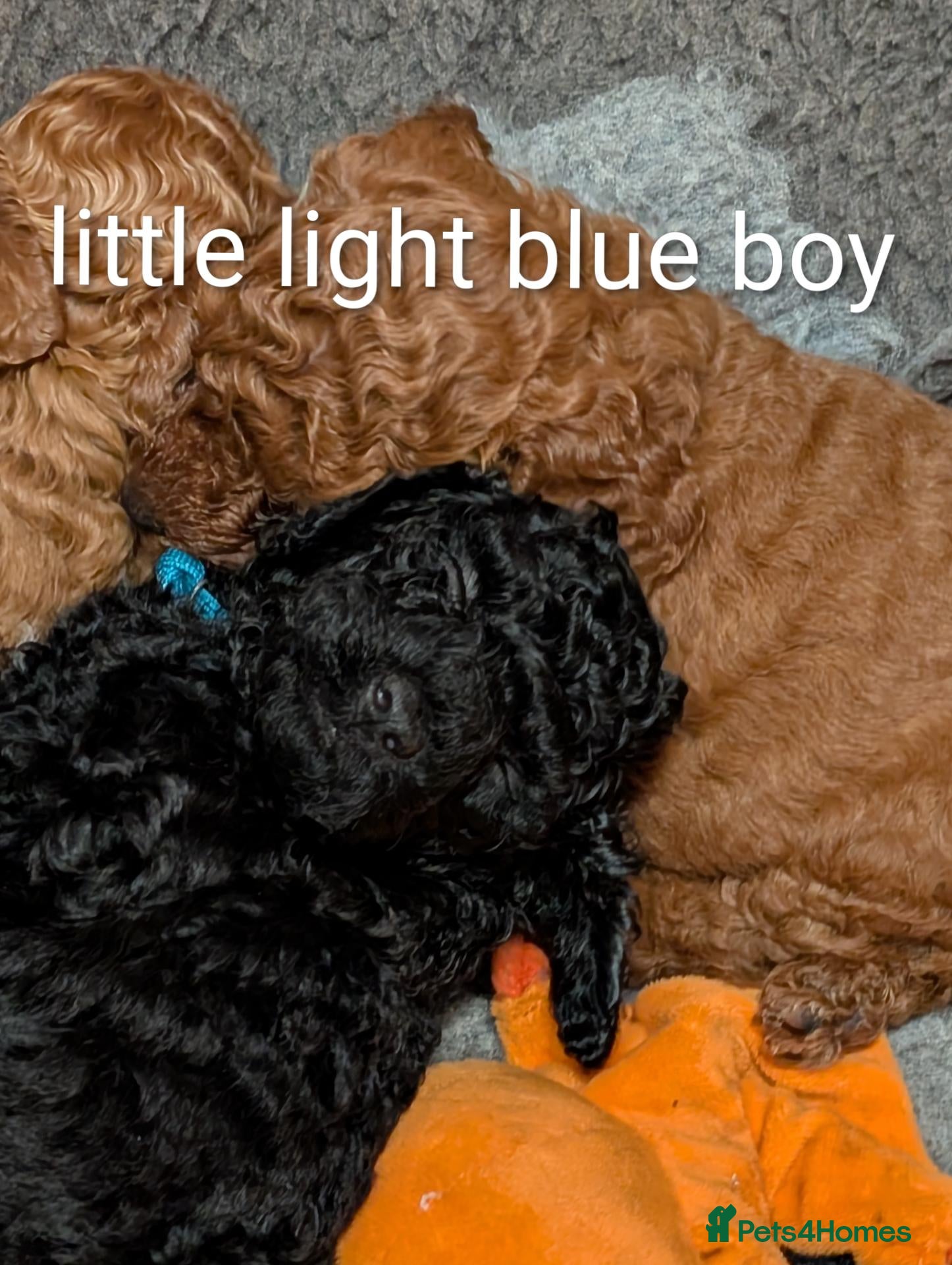 Miniature Poodle dogs Miniature KC poodles  - Advert 3