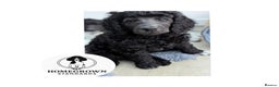 Standard Poodle dogs for sale: 6 wks old, ready 21st Jan, Standard Poodle Puppies - Advert 1