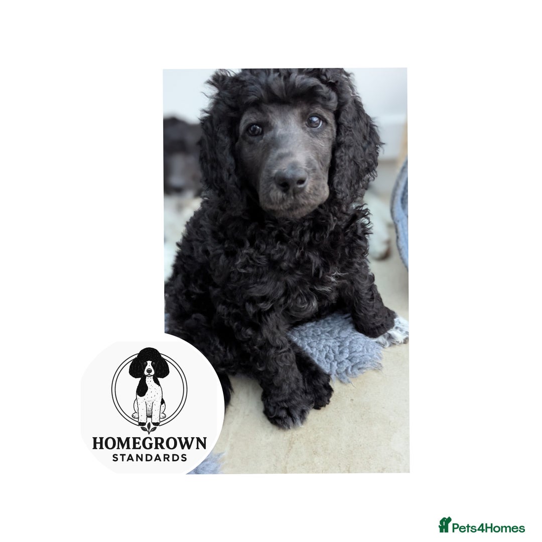 Standard Poodle dogs for sale: 6 wks old, ready 21st Jan, Standard Poodle Puppies - Advert 1