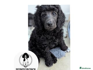 Standard Poodle dogs 6 wks old, ready 21st Jan, Standard Poodle Puppies - Advert 11