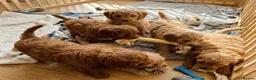 Cavapoo dogs for sale: Cavapoo puppies  in Stirling - Advert 9