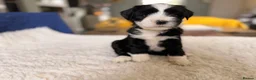 Tibetan Terrier dogs for sale: Tibetan Terrier Pups - Advert 8