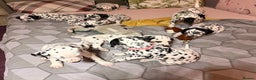 Dalmatian dogs for sale: 🐾 Beautiful Dalmatian Puppies 🐶  - Advert 20