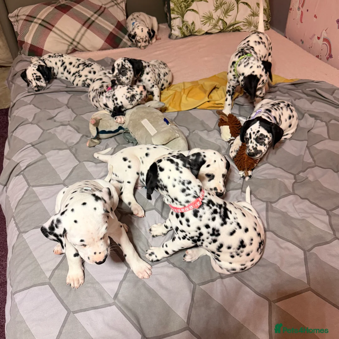 Dalmatian dogs for sale: 🐾Our Last Boy looking for forever home 🐶 💙 - Advert 19