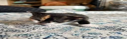 Mixed Breed cats for sale: Family Litter - Moggies in Stourbridge - Advert 9