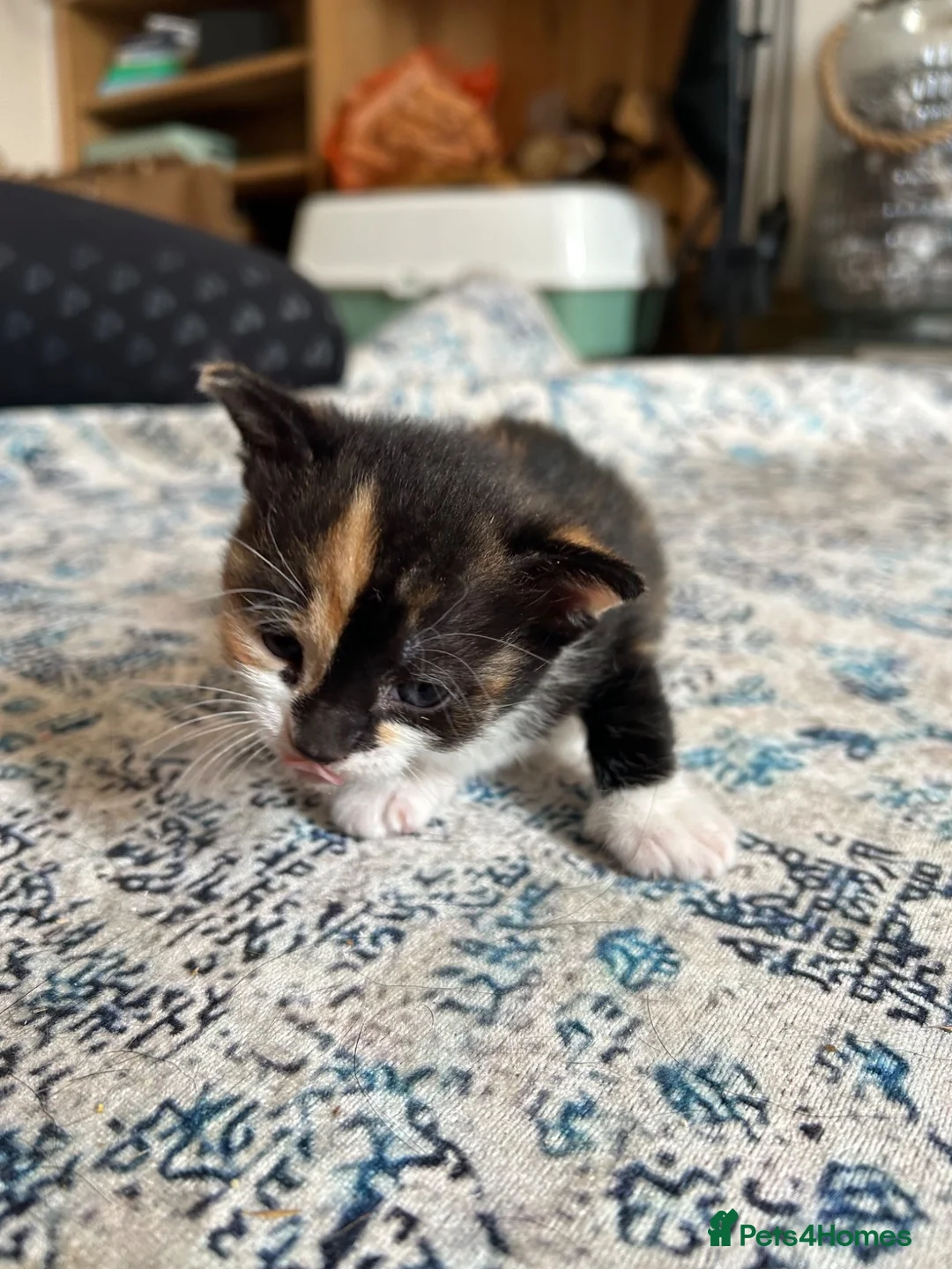 Mixed Breed cats for sale: Family Litter - Moggies in Stourbridge - Advert 9
